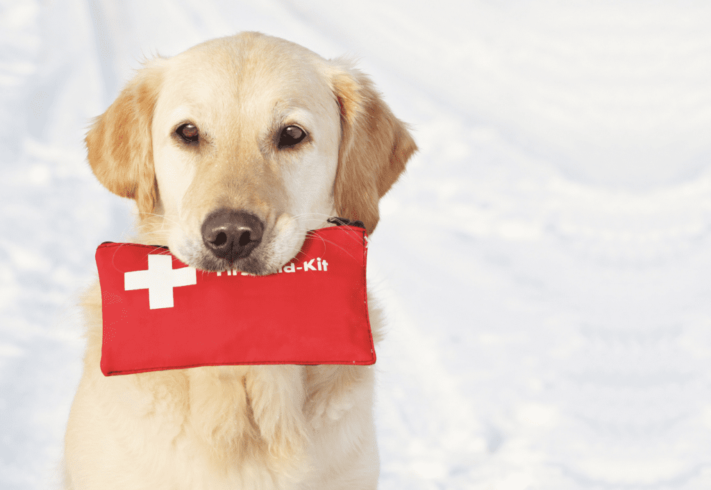 Pet first aid and cpr indianapolis indiana emergency pet care